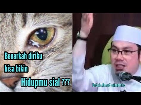 Teka Teki Di Balik Kucing Pembawa Sial Youtube