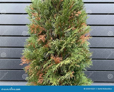 Disease And Treatment Of Green Thuja Sick Thuja Among The Plants In