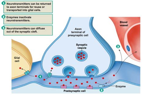 Neurotransmitters Flashcards Quizlet