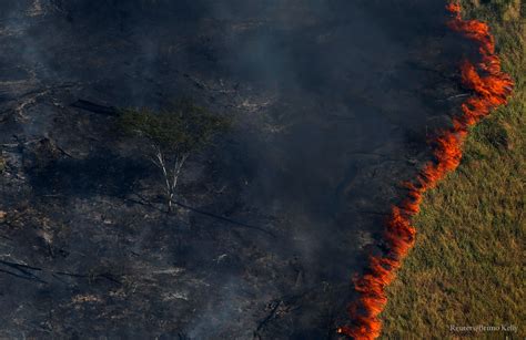 Stopping Deforestation In The Amazon Simulation Lesson Plan