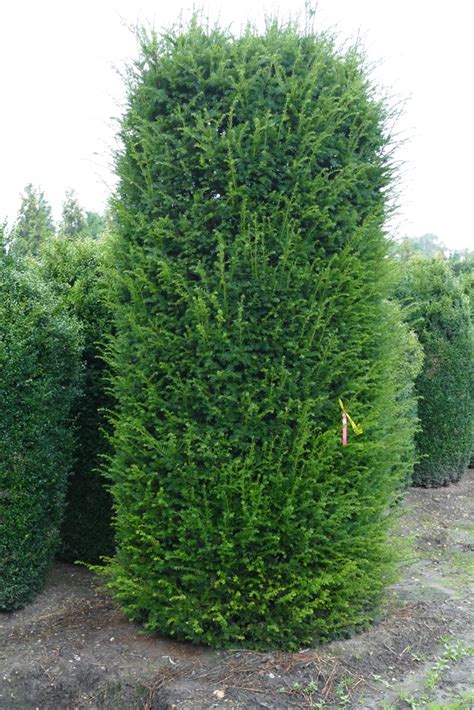 Eibe heimische Eibe Taxus baccata 400 cm in top Qualität