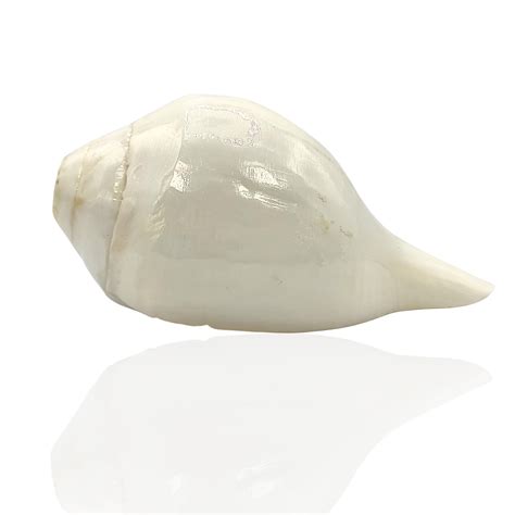 White Blowing Conch Shell Lakshmi Shankh