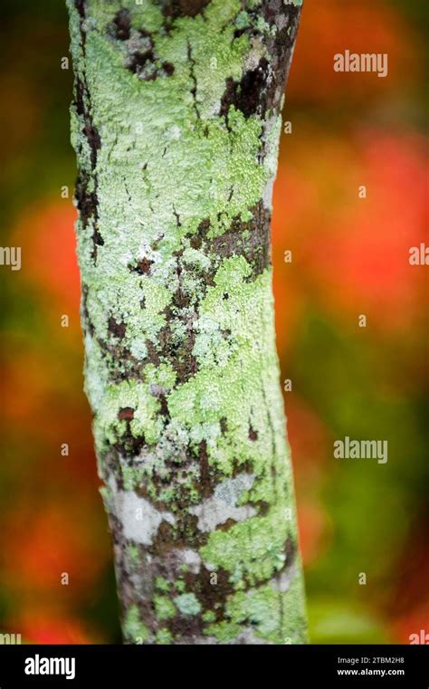tree trunk  moss tree patina lichen detail coloured nature