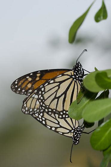 Monarchs Mating Danaus Plexippus Bugguide