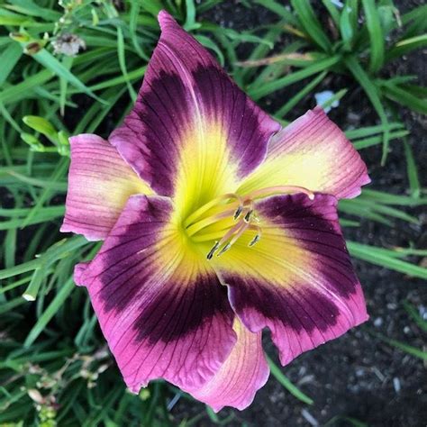 Photo Of The Bloom Of Daylily Hemerocallis Magic Dancer Posted By