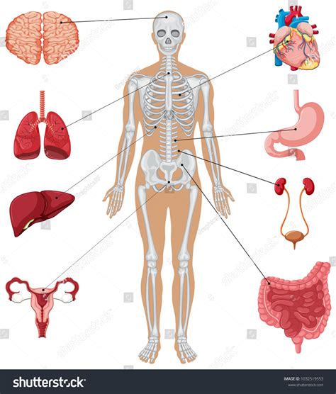 Vektor Stok Human Anatomy Different Internal Organs Illustration Tanpa