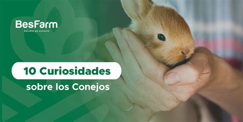 Conejos 10 curiosidades que te sorprenderán Besfarm