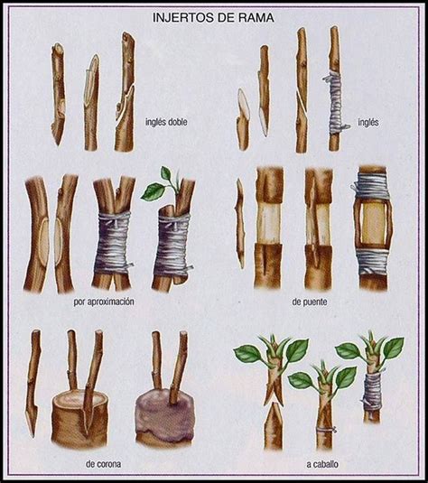 Injertos De Rama Grafting Plants Grafting Fruit Trees Diy Plants