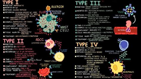 Hypersensitivity Reactions Types Mechanism Mediators And