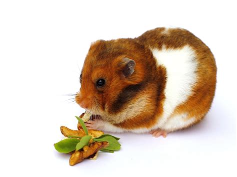 9 Things You Might Not Know About Hamster Cheek Pouches The Omlet Blog