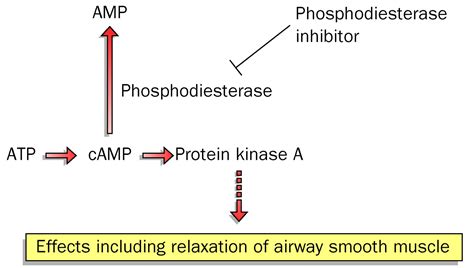 A Role For Phosphodiesterase Type 4 Inhibitors In Copd The Lancet