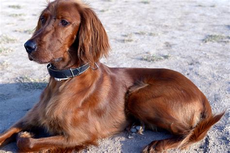 Interesting Facts About Irish Setters The Energetic And Friendly