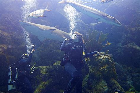 Swimming With Sharks at the Florida Aquarium (and Loving Every Bubble)