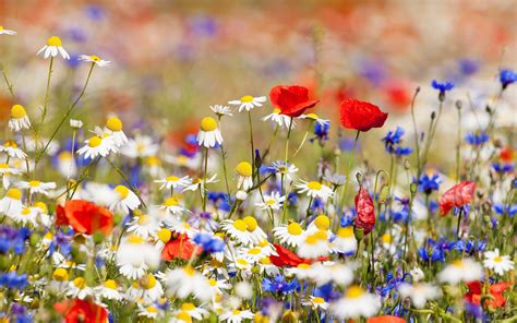 Flowers Field White Chamomile Red And Blue Flowers Wallpaper