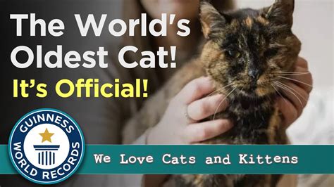 World S Oldest Living Cat At 26 Years Old Guinness World Record Holder Youtube