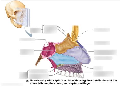 Nasal Cavity With Septum In Place Diagram Quizlet