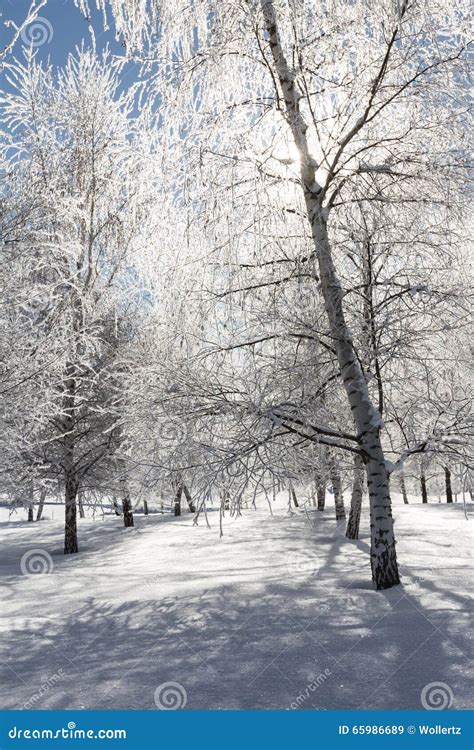 Winter Scene In Northern Idaho Stock Image Image Of Sunny Season