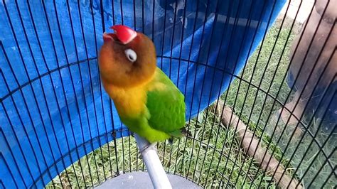 Lovebird Konslet Mangap Gacor Masteran Konslet Mangap YouTube