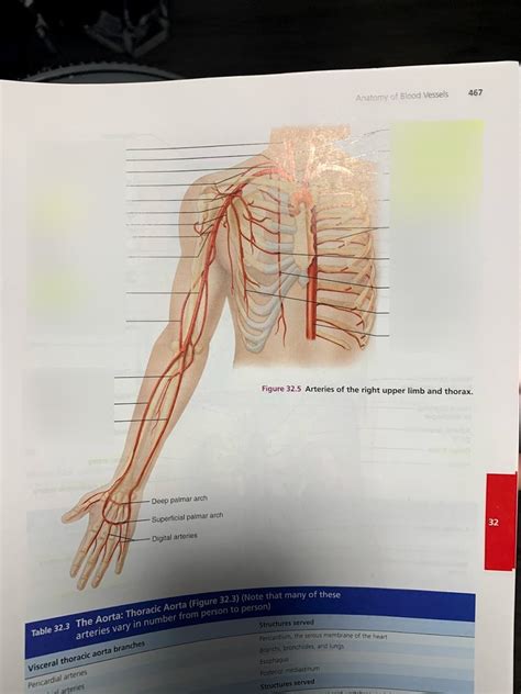 A P 2 Practical 1 Upper Body Arteries Diagram Quizlet