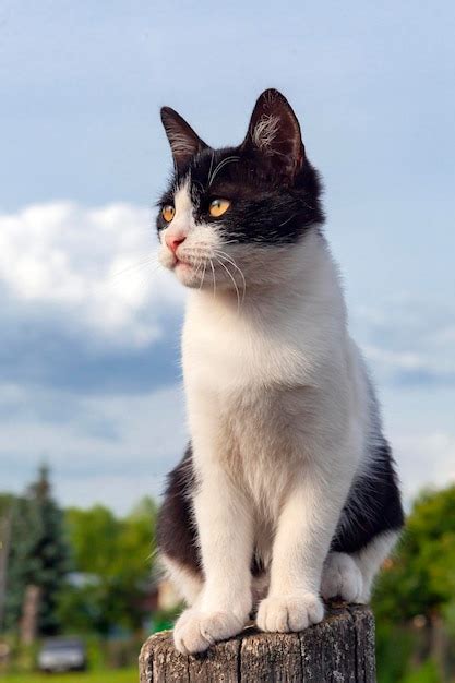 Gato De Campo Blanco Con Manchas Negras De Cerca Foto Premium