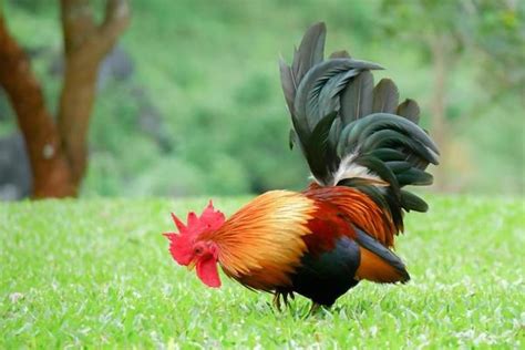 Rooster Stock Photos, Images and Backgrounds for Free Download