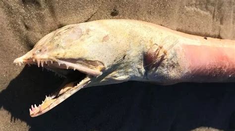 Mysterious Sea Beast Branded Alien From Depths Of Hell Washes Up On