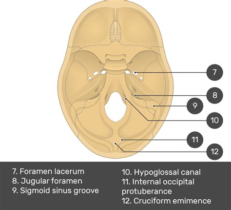 Occipital Bone Jugular Foramen