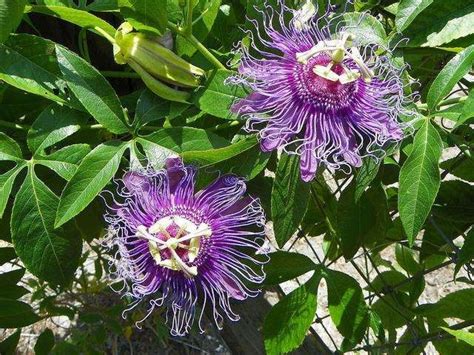 Supply Passion Flower Extract Wholesale Factory Hangzhou Muhua Bio Tech Co Ltd