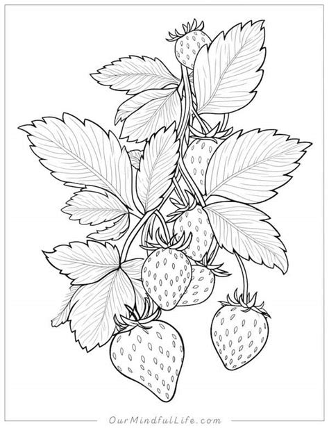 40 Delicious Strawberry Coloring Pages [Free Printable] - Our Mindful Life