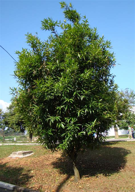 Filesyzygium Jambostree1