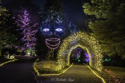 国営武蔵丘陵森林公園イルミ「森のハロウィンナイト」が10月21日からスタート 夜景fanマガジン