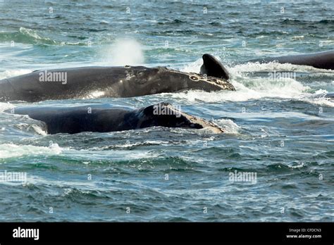 Mating North Atlantic Right Whales Eubalaena Glacialis Grand Manan