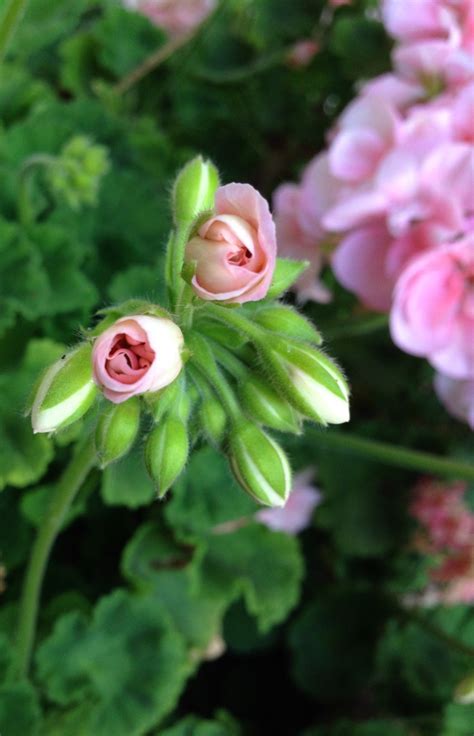 85 best images about GERANIUM'S COLOR on Pinterest | Apple blossoms, Red geraniums and Scented ...