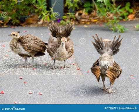 Peacock Chicks