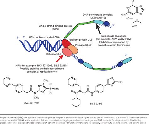 Figure 1 From Herpes Simplex Virus HelicasePrimase Inhibitors Recent