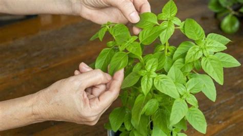 Ne décollez jamais les feuilles de la plante de basilic de cette façon