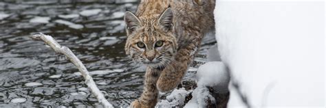 Bobcat