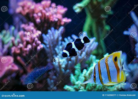 Black Ocellaris Clown Fish In Reef Aquarium Stock Image Image Of