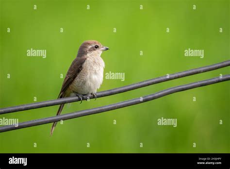 Image Of Brown Shrike Lanius Cristatus On Nature Background Bird