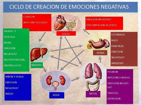 Ashamel Lemagsa Emociones Negativas De Los Organos