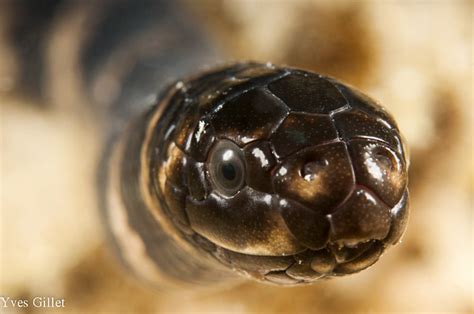 Portrait Emydocephalus Annulatus Noum A Yves Gillet Flickr