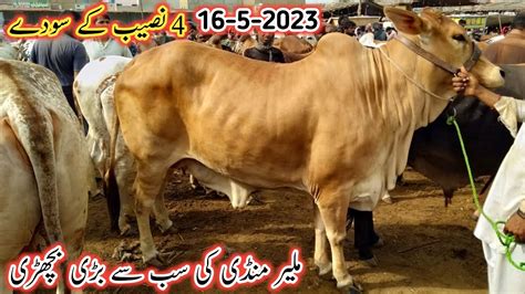 Malir Mandi Karachi Cattle Latest Rates Update 16 May 2023 Malir