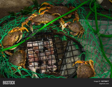 Small Crab Trap Image And Photo Free Trial Bigstock