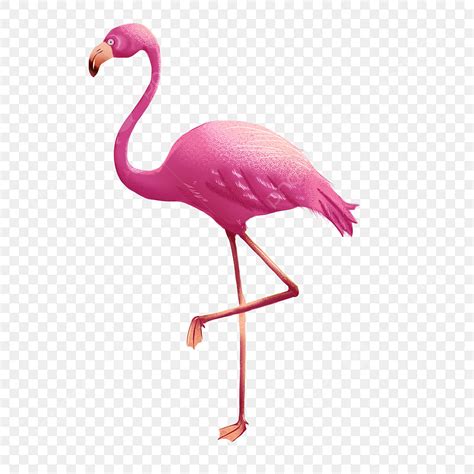 Tropical Flamingo Png Image Hand Drawn Standing Tropical Flamingo