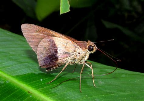 Saliana Longirostris Hesperiidae Reserva Forestal Protec Flickr