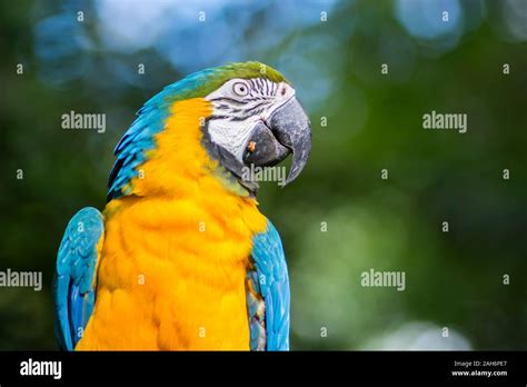 Ara Ararauna Blue And Yellow Macaw Parrot Bird In Parque Das Aves Foz