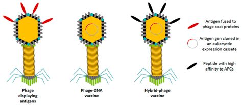 Simplified Schematic Representations Of The Three Types Of Phage Based