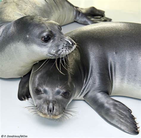 Cuteness Overload! Adorable Seal Pups Ready to Return to Greek Waters - GreekReporter.com