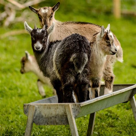 Old Irish Goats - Breed Profile - Backyard Goats