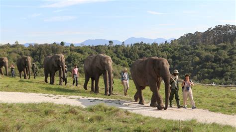 Knysna Elephant Park Morning Elephant Experience